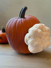 Load image into Gallery viewer, Mushroom Pumpkin Growkit