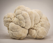 Load image into Gallery viewer, Mushrooms - Lion's Mane