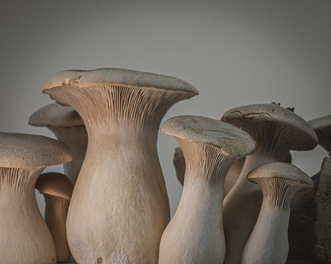 Mushrooms - King Trumpet
