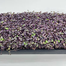 Load image into Gallery viewer, Micro Radish