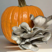 Load image into Gallery viewer, Mushroom Pumpkin Growkit
