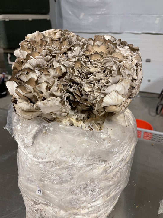 Grow Bag Maitake Mushroom Dakota Mushrooms and Microgreens