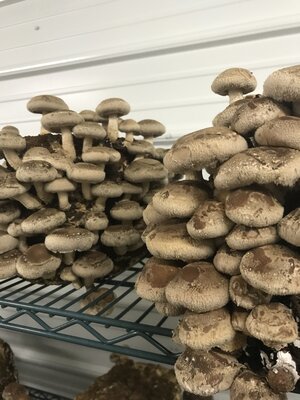 Grow Kit - Shiitake Mushroom
