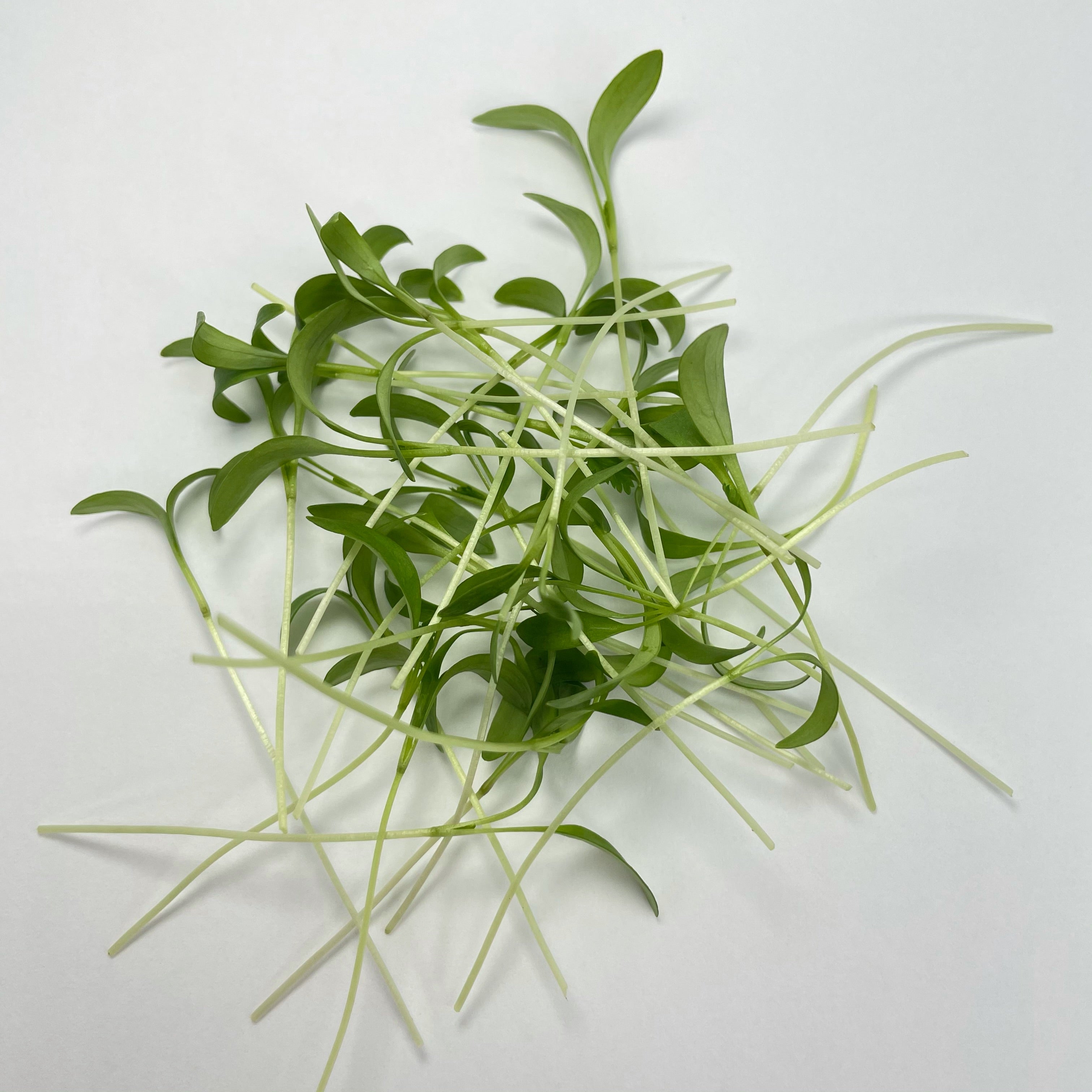 Micro Cilantro – Dakota Mushrooms and Microgreens