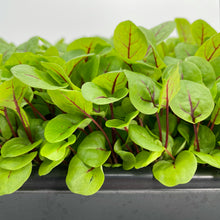 Load image into Gallery viewer, Micro Sorrel (Red Veined)
